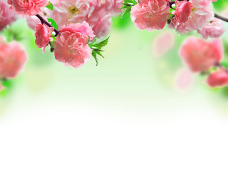 Pink flowers branch white background - a place free wallpaper