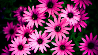 Pink flowers in the grass - betty merken free wallpaper