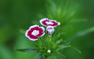 Two small flowers white red - a green stem free wallpaper