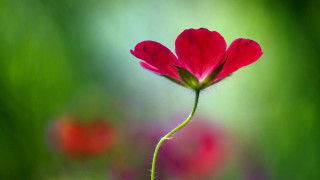 Single red flower blurry background - red flower free wallpaper