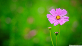 Pink flower yellow center green 4 - dew free wallpaper