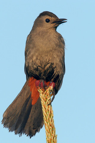 Bird plant wings spread head - a bird free wallpaper for mobile