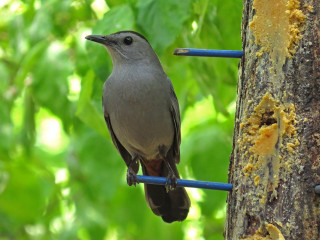 Bird perched blue wire tree - a tree trunk free wallpaper