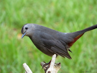 Bird perched branch grass blurry - upper body free wallpaper