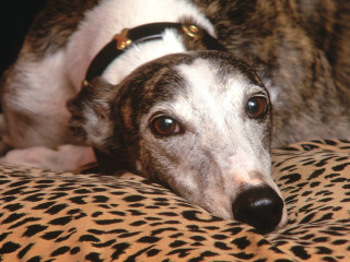 Dog leopard print pillow collar - a collar free wallpaper