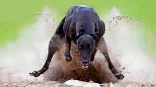 Dog running muddy field green - muddy free wallpaper