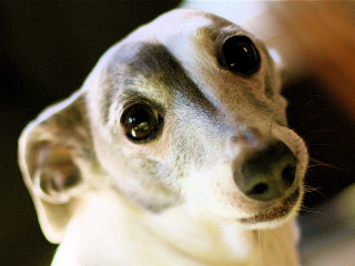 Dog black white nose white - a white collar free wallpaper