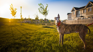 Dog red leash grass house - a house in the background free wallpaper for desktop