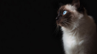 Cat blue eyes looking up - renaissance free wallpaper