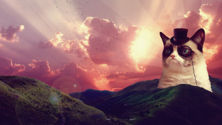 Cat hat mountain sky birds - overhead in the sky free wallpaper