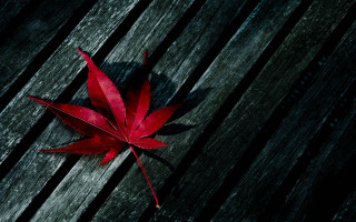 Red leaf wooden bench black 2 - andrew geddes free wallpaper