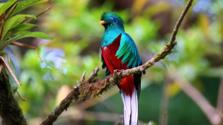 Colorful bird forest juxtaposition vivid - rich vivid color free wallpaper