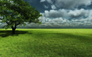 Lone tree grassy field cloudy 6 - a lone tree free wallpaper