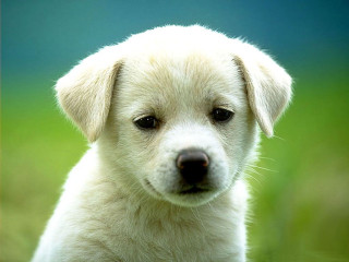White puppy sitting grass sad 3 - a white puppy free wallpaper