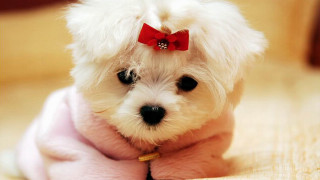 Small white dog red bowtie - a pink blanket free wallpaper