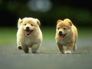 Small dogs running street mouths - a street together free wallpaper