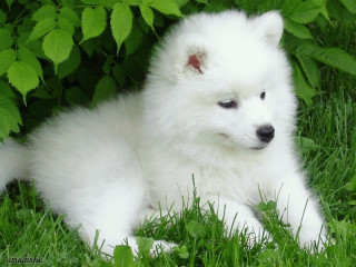 White dog nature adorable bush - one paw free wallpaper