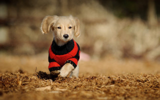 Dog sweater running hay field - chang daichien free wallpaper