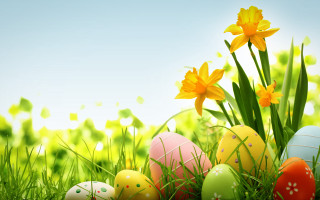 Eggs grass daffodils blue sky - david ramsay hay free wallpaper for desktop