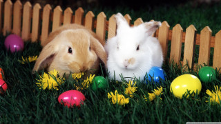 Rabbits easter eggs grass fence - two rabbit free wallpaper