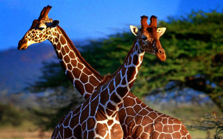 Giraffes standing field trees background - two giraffe free wallpaper
