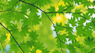 Green leafy tree yellow background 3 - a green leafy tree free wallpaper