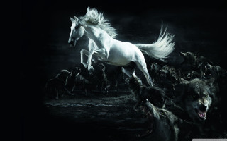 White horse galloping dogs night - a white horse free wallpaper