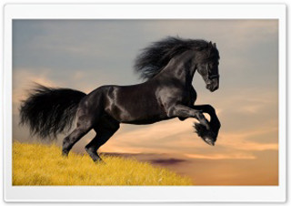 Black horse running hill sunset - majestic free wallpaper