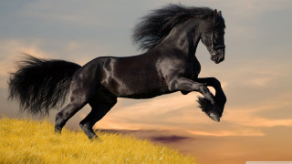 Black horse running hill sunset 2 - majestic free wallpaper