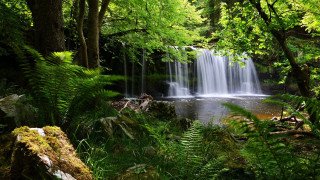 Waterfall forest trees plants stream - a waterfall in a forest free wallpaper