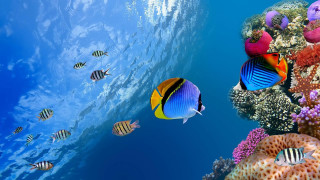 Fish swimming colorful coral reef - underwater free wallpaper for desktop