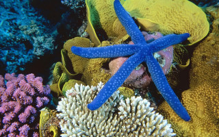 Blue starfish colorful coral reef - ernst haeckel free wallpaper