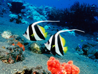 Black white fish sandy ocean 2 - the bottom of the water free wallpaper