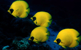 Three yellow fish coral reef - bernd fasching free wallpaper