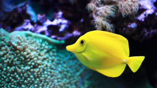Yellow fish swimming aquarium corals - coral free wallpaper for desktop