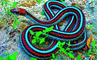 Colorful snake lying ground leaves - a green plant free wallpaper