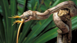 Snake biting plant mouth open - a green leaf in the background free wallpaper
