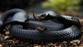 Black cobra snake curled tongue - the dirt free wallpaper