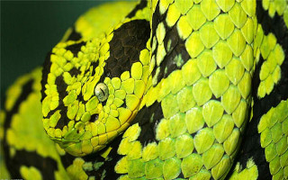 Green black snake yellow spots - fluorescent free wallpaper