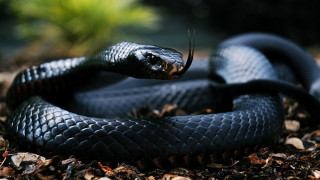 Black cobra snake curled in - the dirt free wallpaper