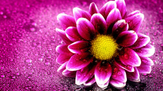 Purple flower water droplets rain - a purple flower free wallpaper for desktop