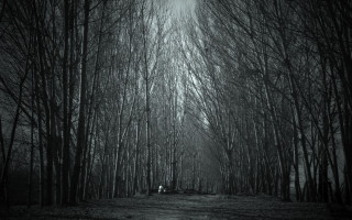 Black white forest dirtroad trees - chris friel free wallpaper