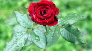 Red rose water droplets gothic 4 - a red rose free wallpaper