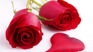 Two red roses heart shaped - the surface free wallpaper