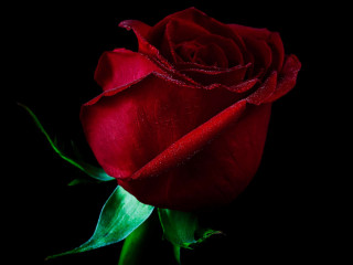 Red rose black background green 3 - a single red rose free wallpaper