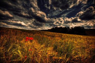 Red fire hydrant tall grass - landscape free wallpaper for desktop