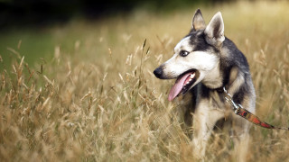 Husky dog tongue out field - his tongue free wallpaper