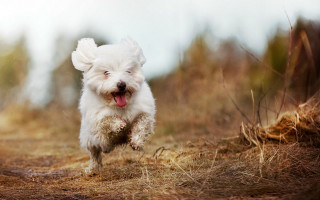 Small white dog running field - dry free wallpaper for desktop