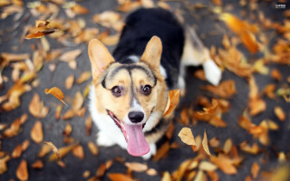 Dog leaves tongue autumn blur - a pile of leaves free wallpaper