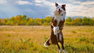 Dog jumping frisbee field grass - dynamic pose free wallpaper